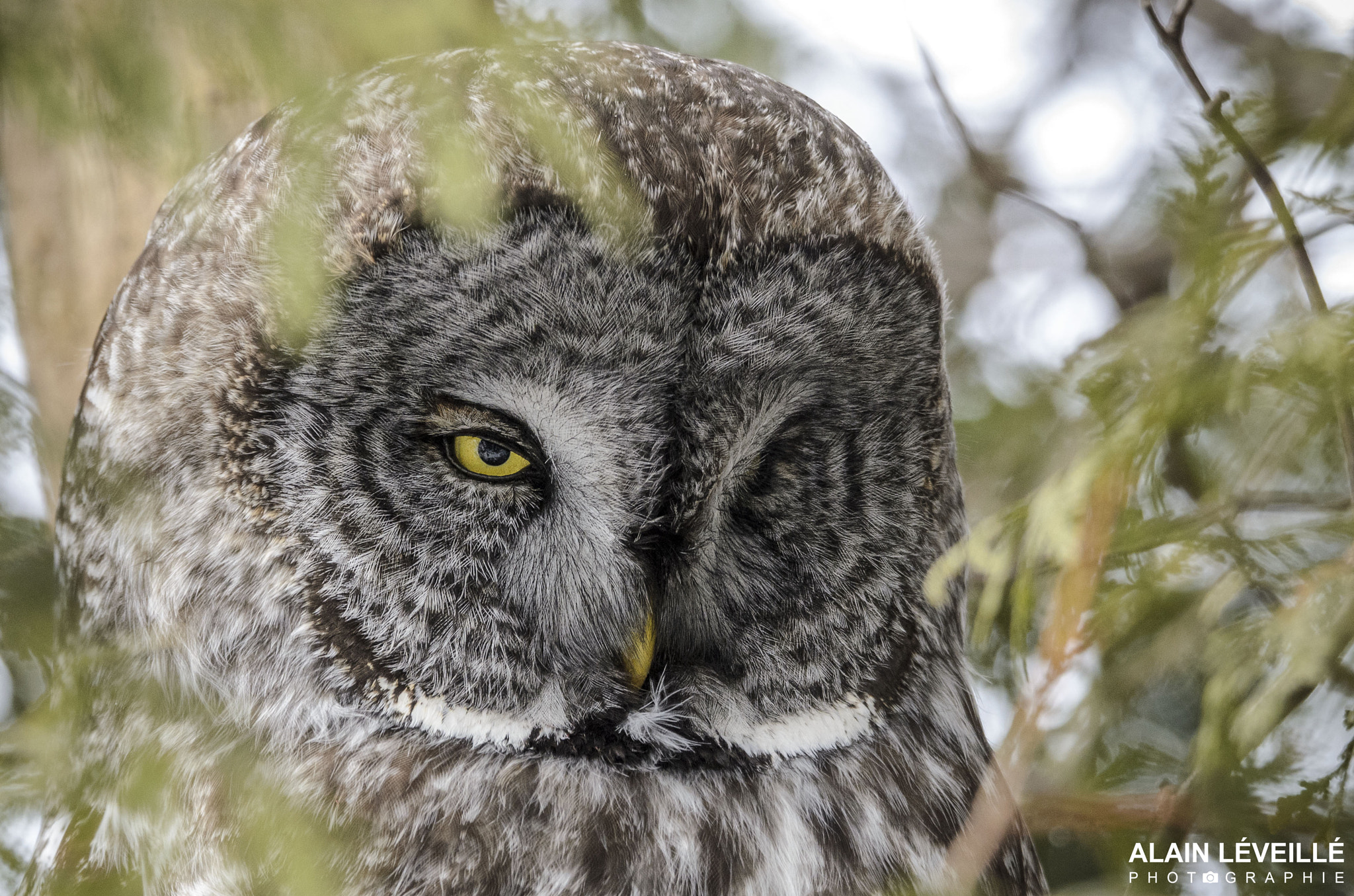 Nikon D7000 sample photo. Great gray owl - part 2 photography