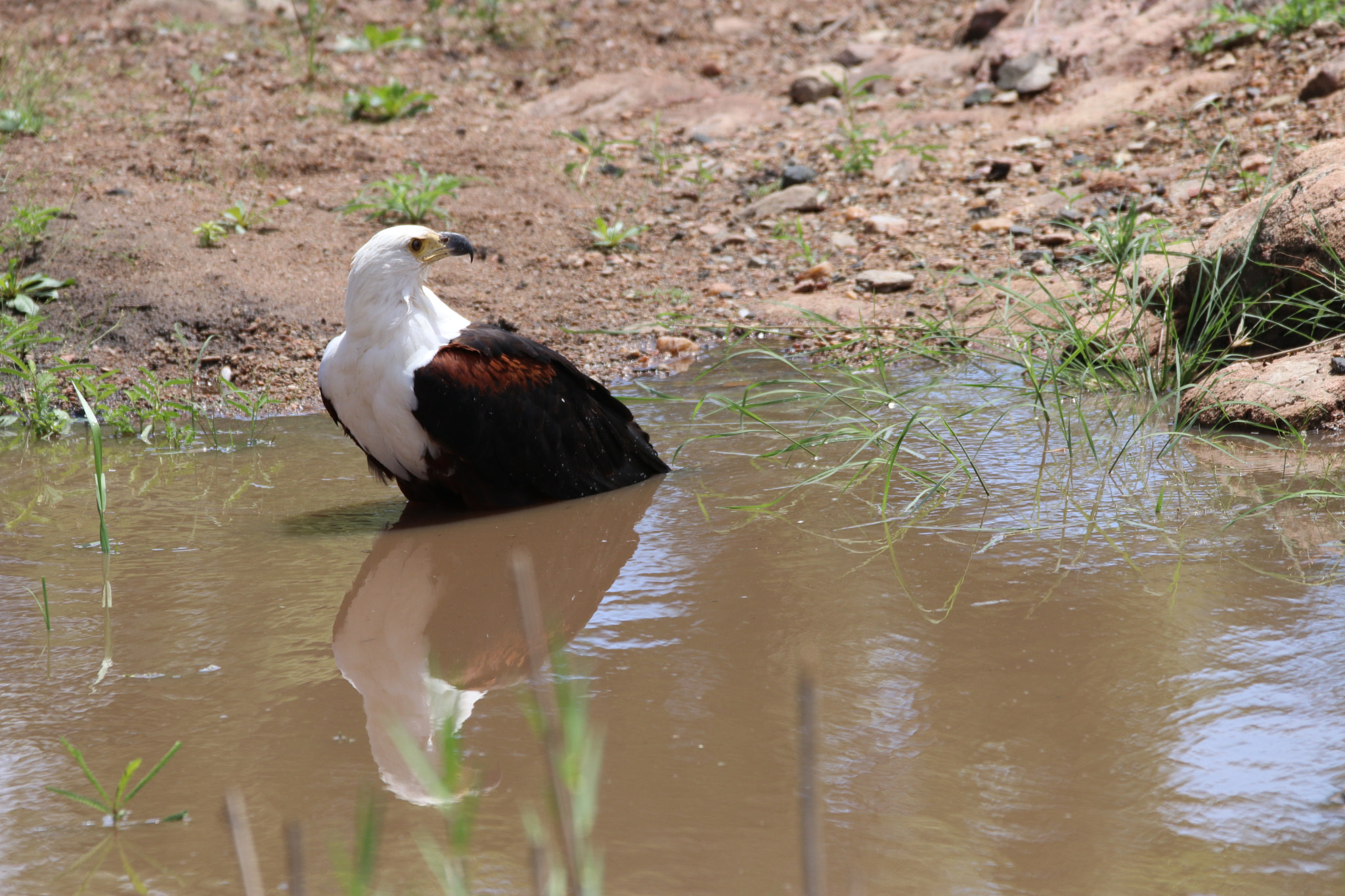 Sigma 150-600mm F5-6.3 DG OS HSM | C sample photo. Fish eagle photography