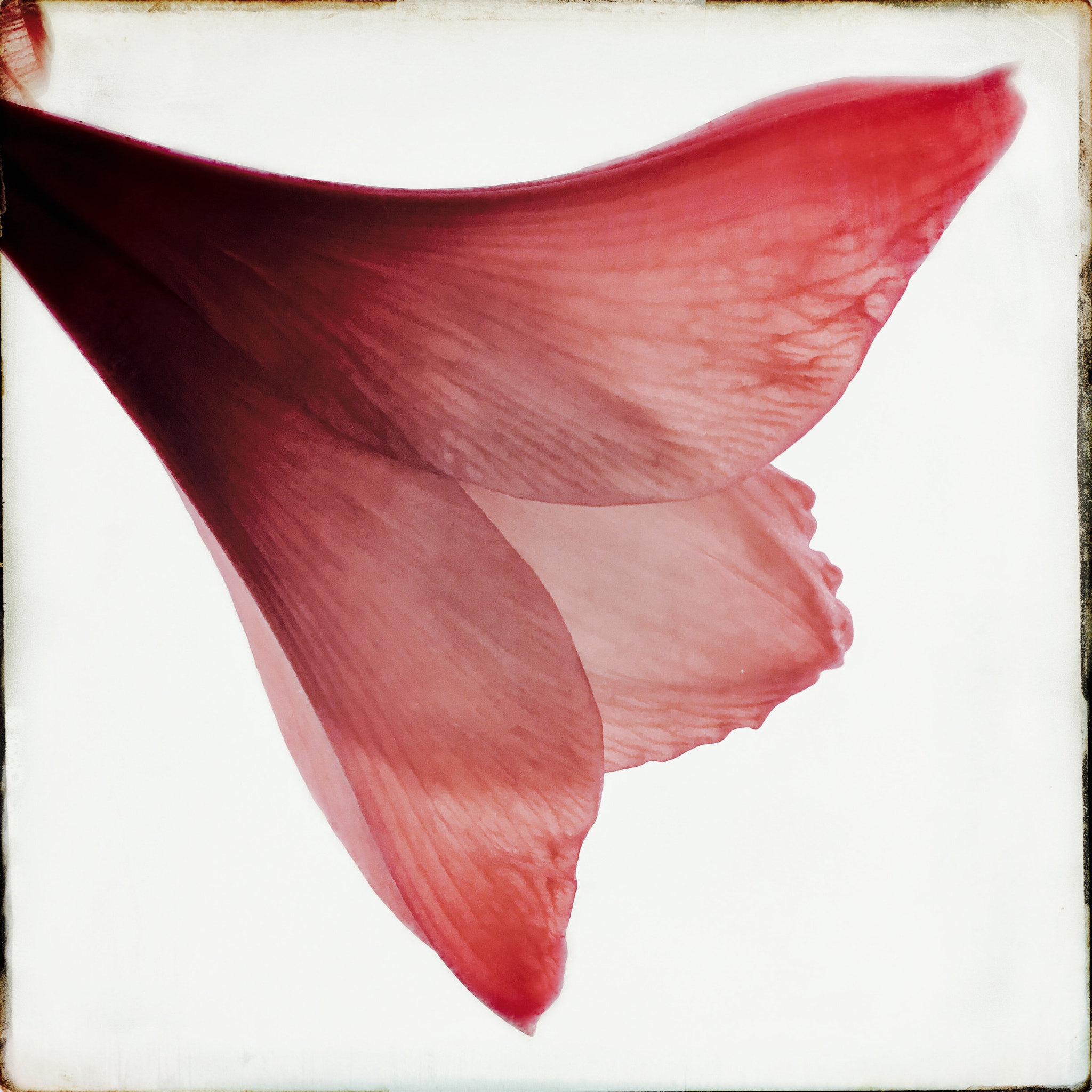 Hipstamatic 331 sample photo. Flower photography