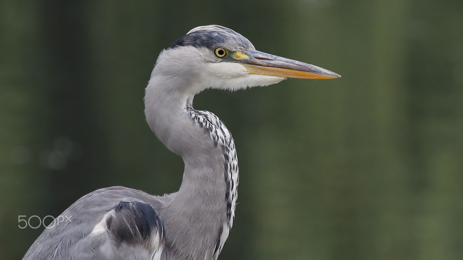Canon EOS 60D + Canon EF 100-400mm F4.5-5.6L IS USM sample photo. Grey heron photography