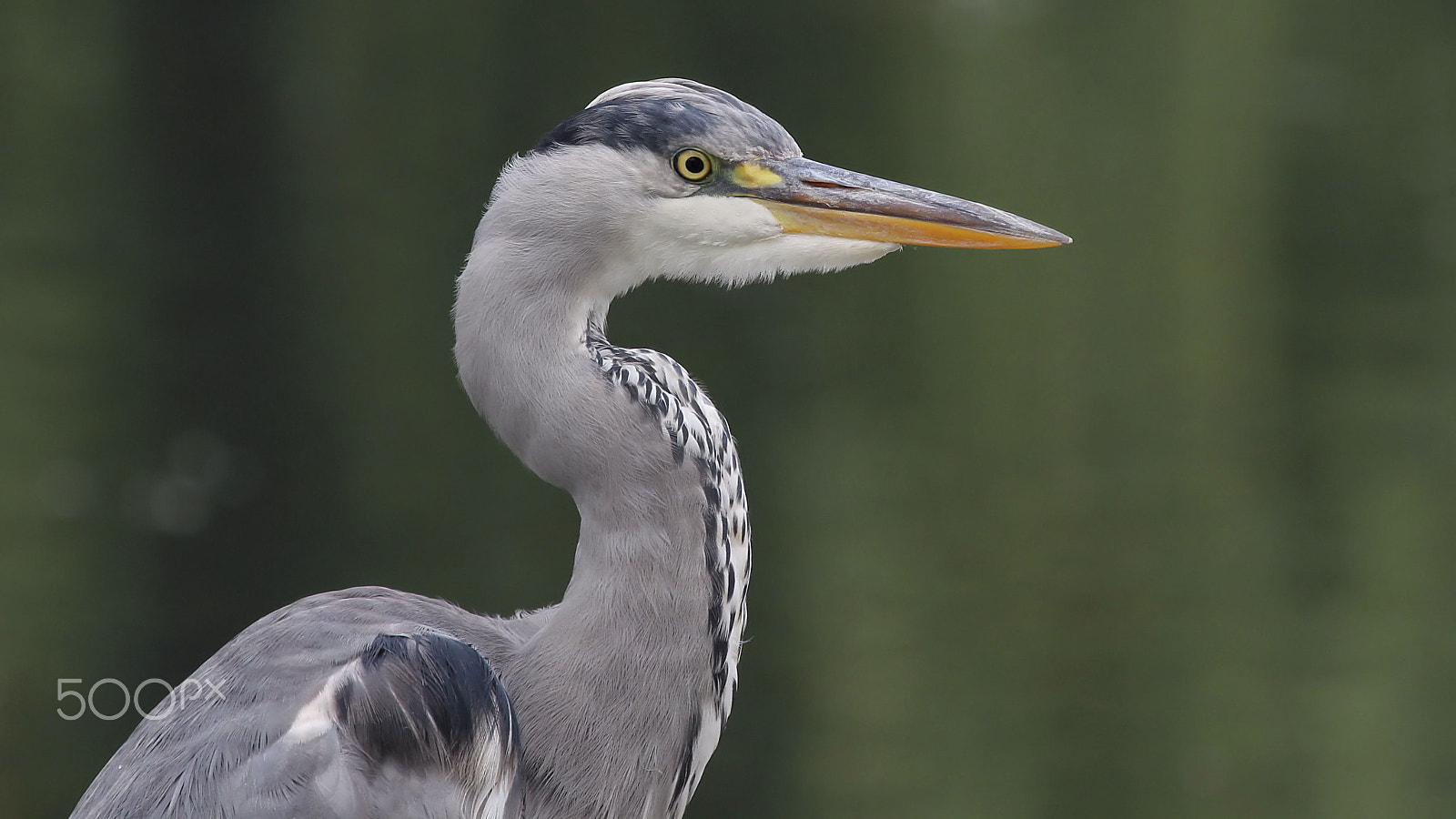 Canon EF 100-400mm F4.5-5.6L IS USM sample photo. Grey heron photography