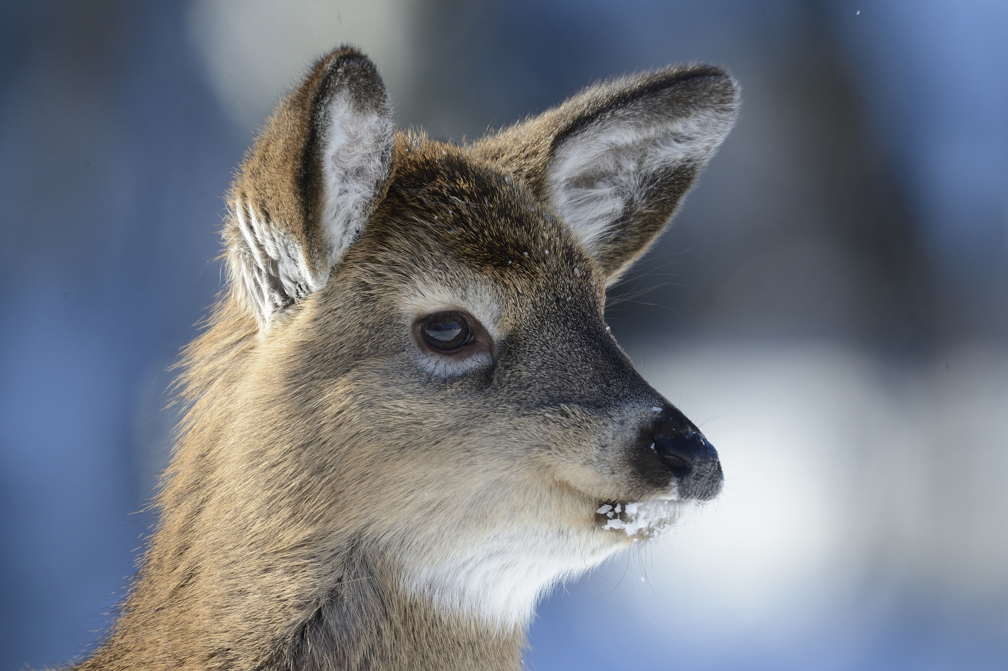 Nikon AF-S Nikkor 800mm F5.6E FL ED VR sample photo. Chevreuil / cerf de virginie /  odocoileus virginianus / white-t photography