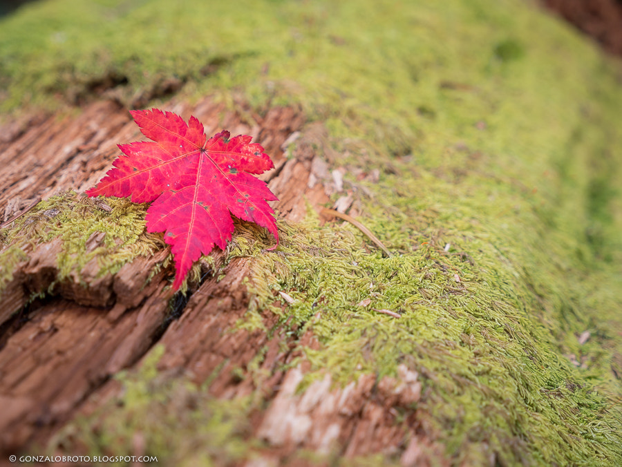 Panasonic Lumix DMC-GX85 (Lumix DMC-GX80 / Lumix DMC-GX7 Mark II) sample photo. The fall photography