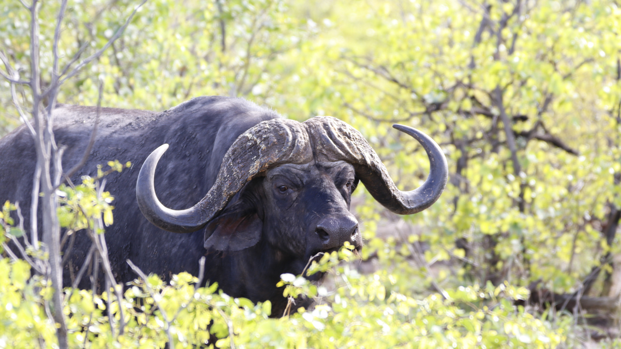 Sigma 150-600mm F5-6.3 DG OS HSM | C sample photo. Buffalo photography