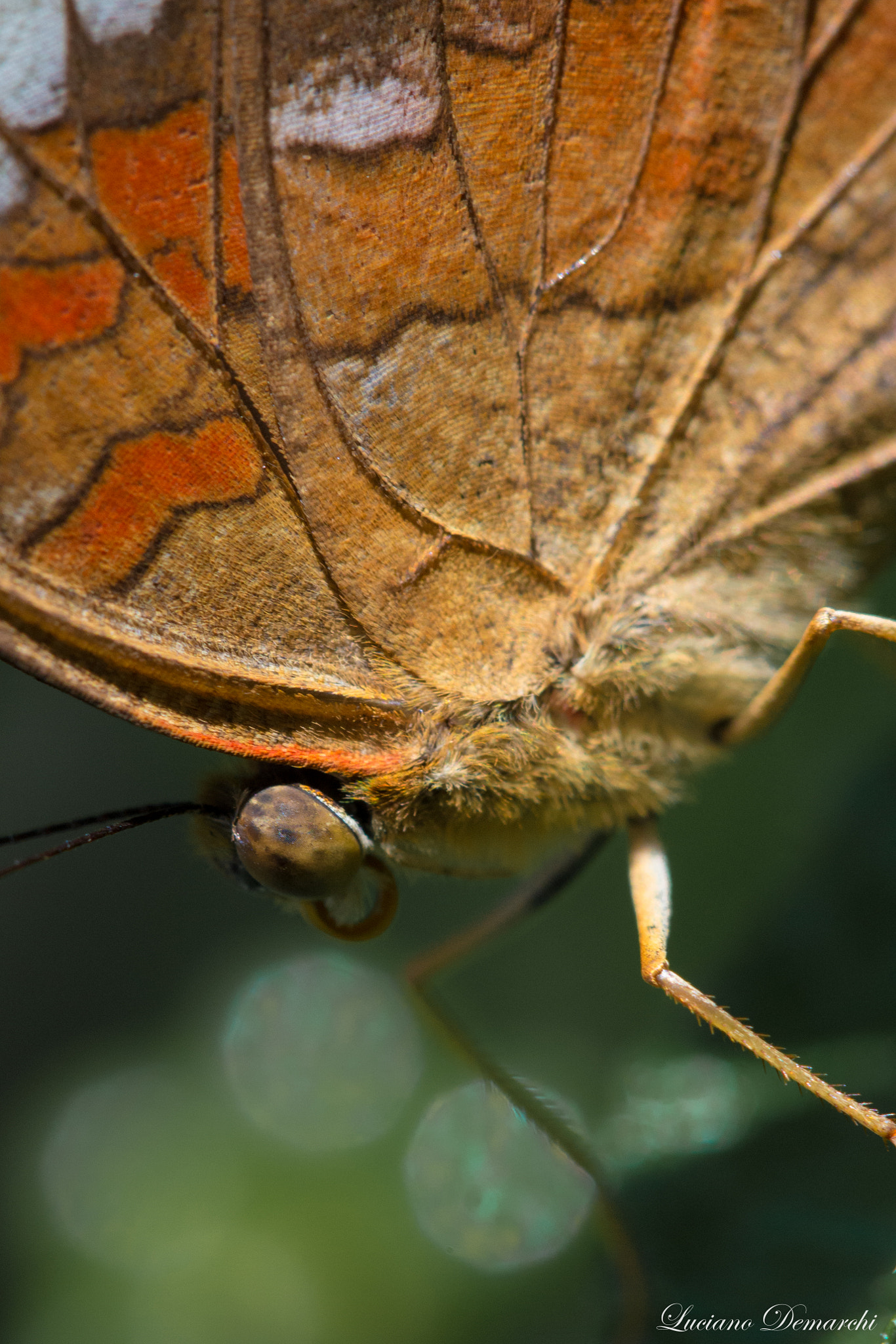 Canon EF 100mm F2.8 Macro USM sample photo. Btf photography
