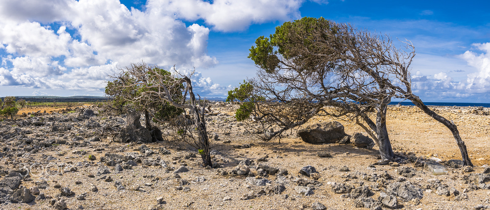 Sony ILCA-77M2 + Sigma 18-35mm F1.8 DC HSM Art sample photo. Divi divi photography