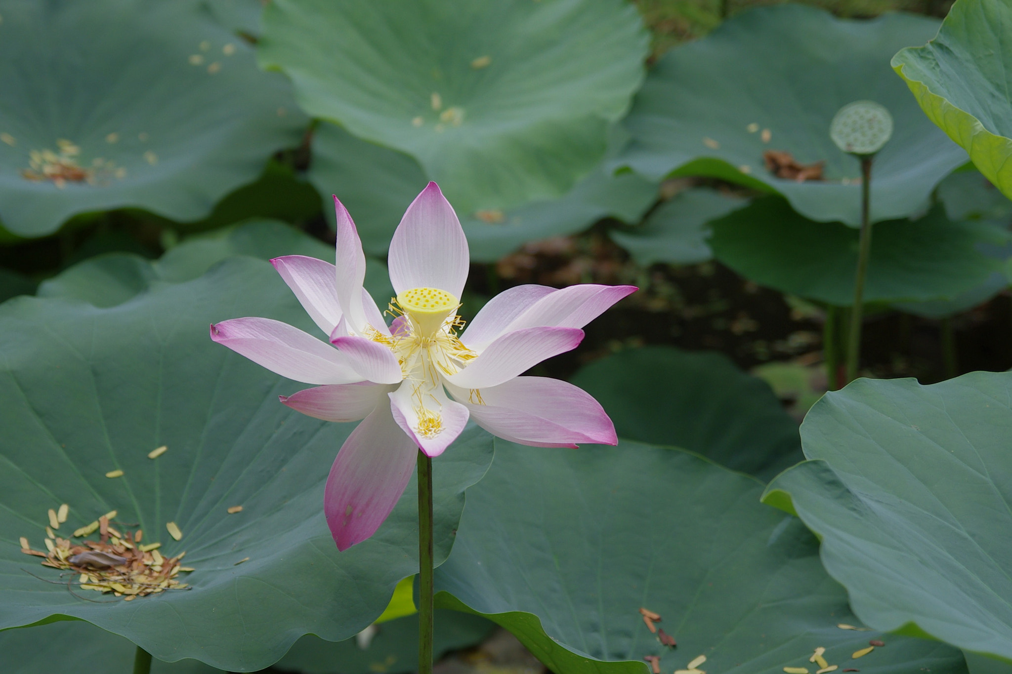 Pentax K-5 sample photo. Lotus photography