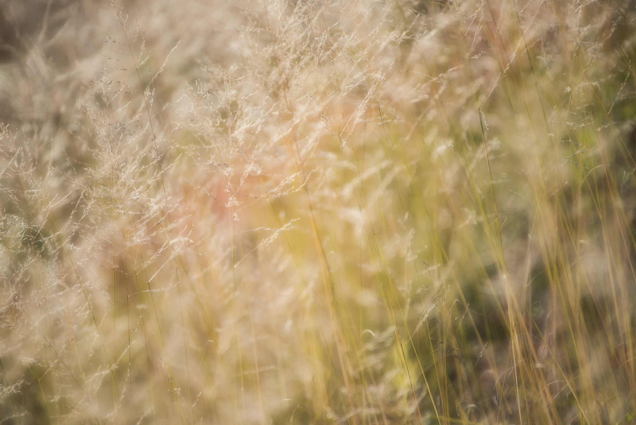 Nikon D810 sample photo. Wind photography