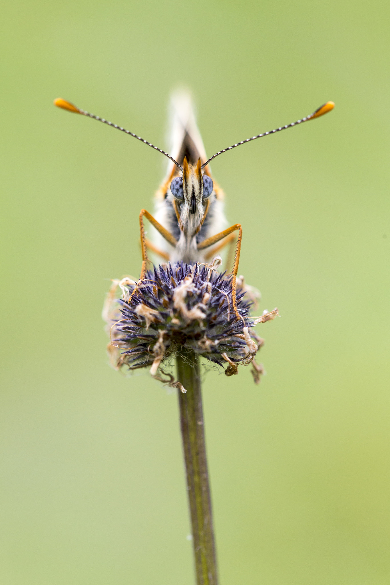 Canon EF 100mm F2.8L Macro IS USM sample photo. Portrait de papillon photography