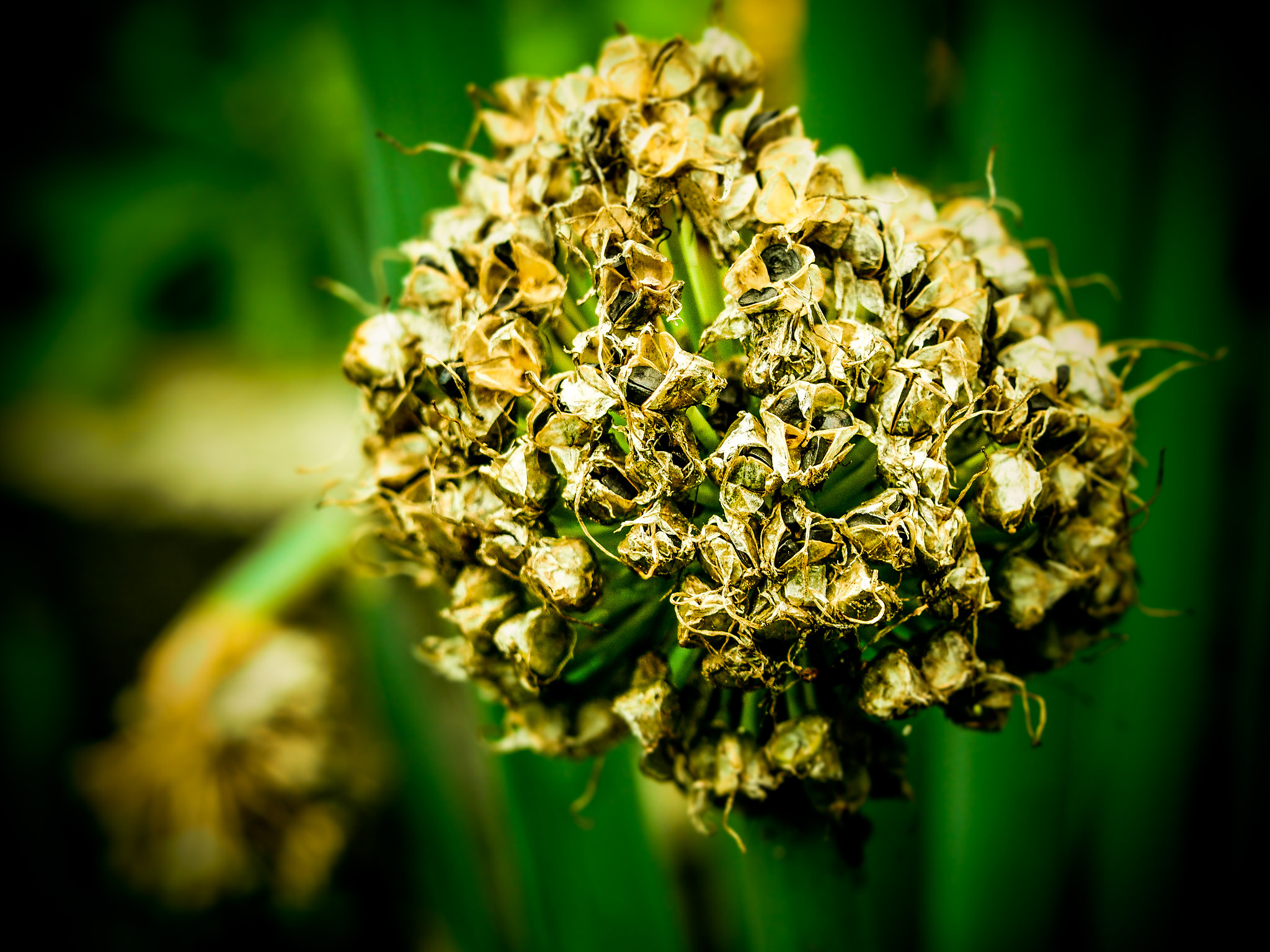 Olympus PEN E-PL7 sample photo. Planet garlic photography
