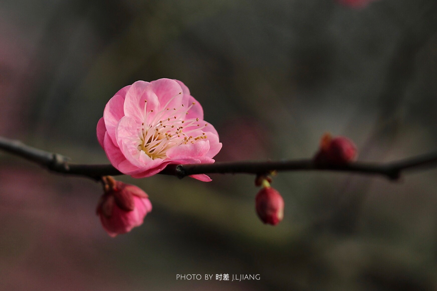 Canon EF 50mm F1.2L USM sample photo. 《梅花 | plum blossom》 photography