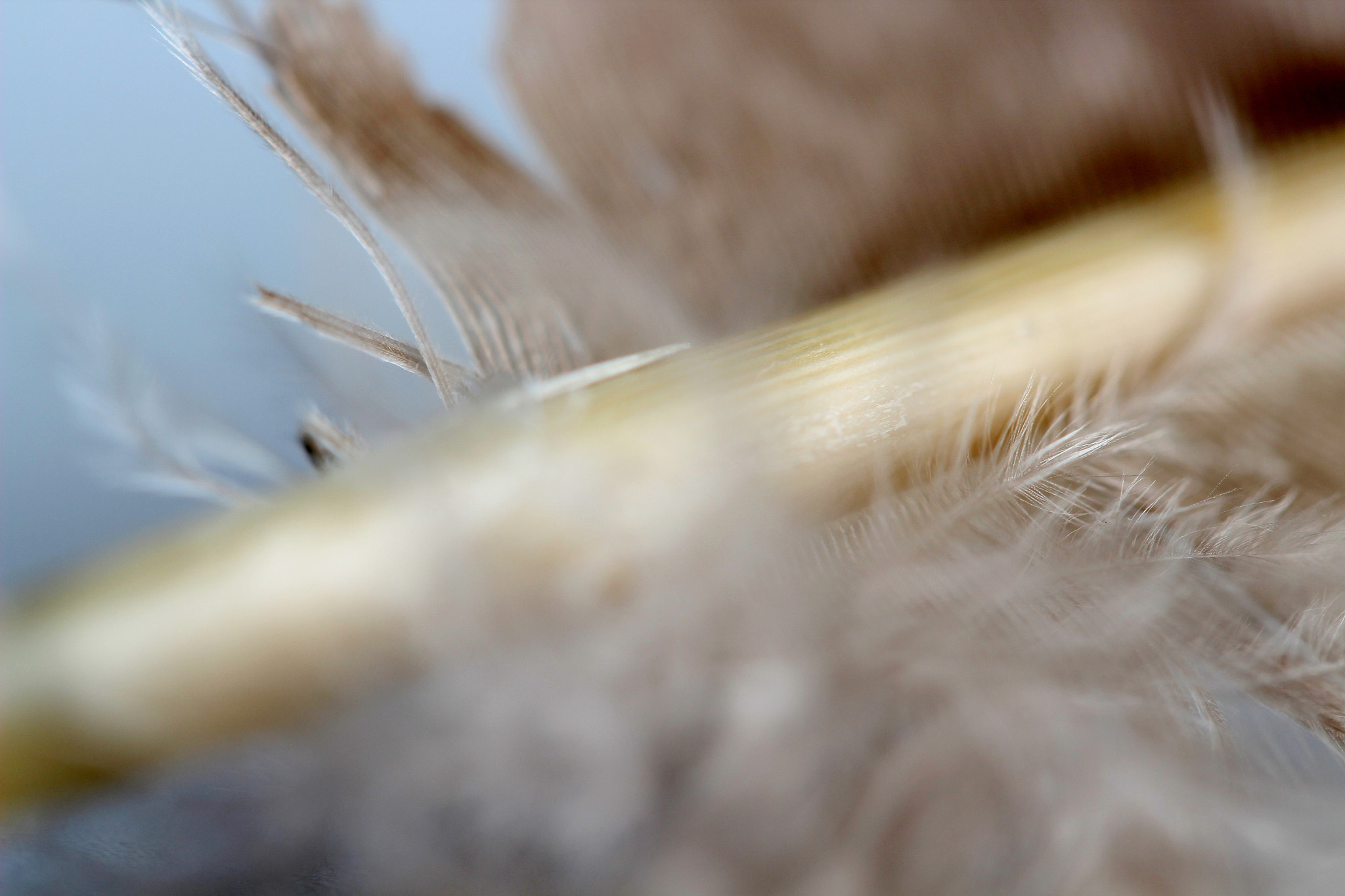 Canon EF-S 60mm F2.8 Macro USM sample photo