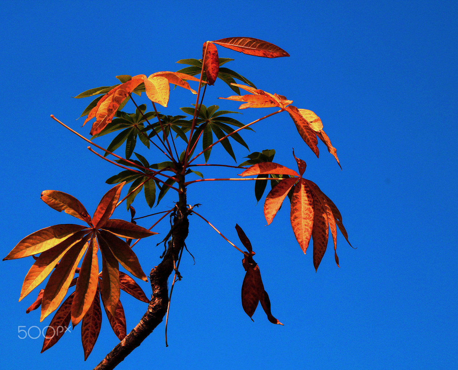 Canon EOS 750D (EOS Rebel T6i / EOS Kiss X8i) + Canon EF 24-105mm F4L IS USM sample photo. Autum leaves red and gold photography