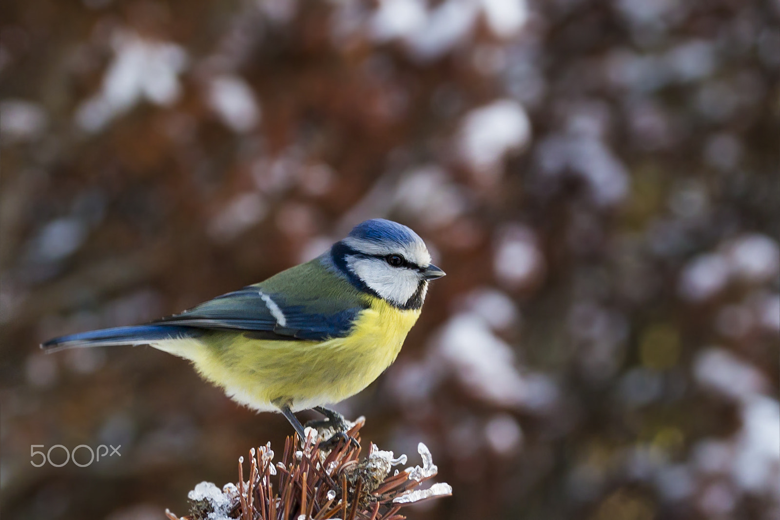 Sigma 105mm F2.8 EX DG OS HSM sample photo. Sinitiainen, blue tit photography