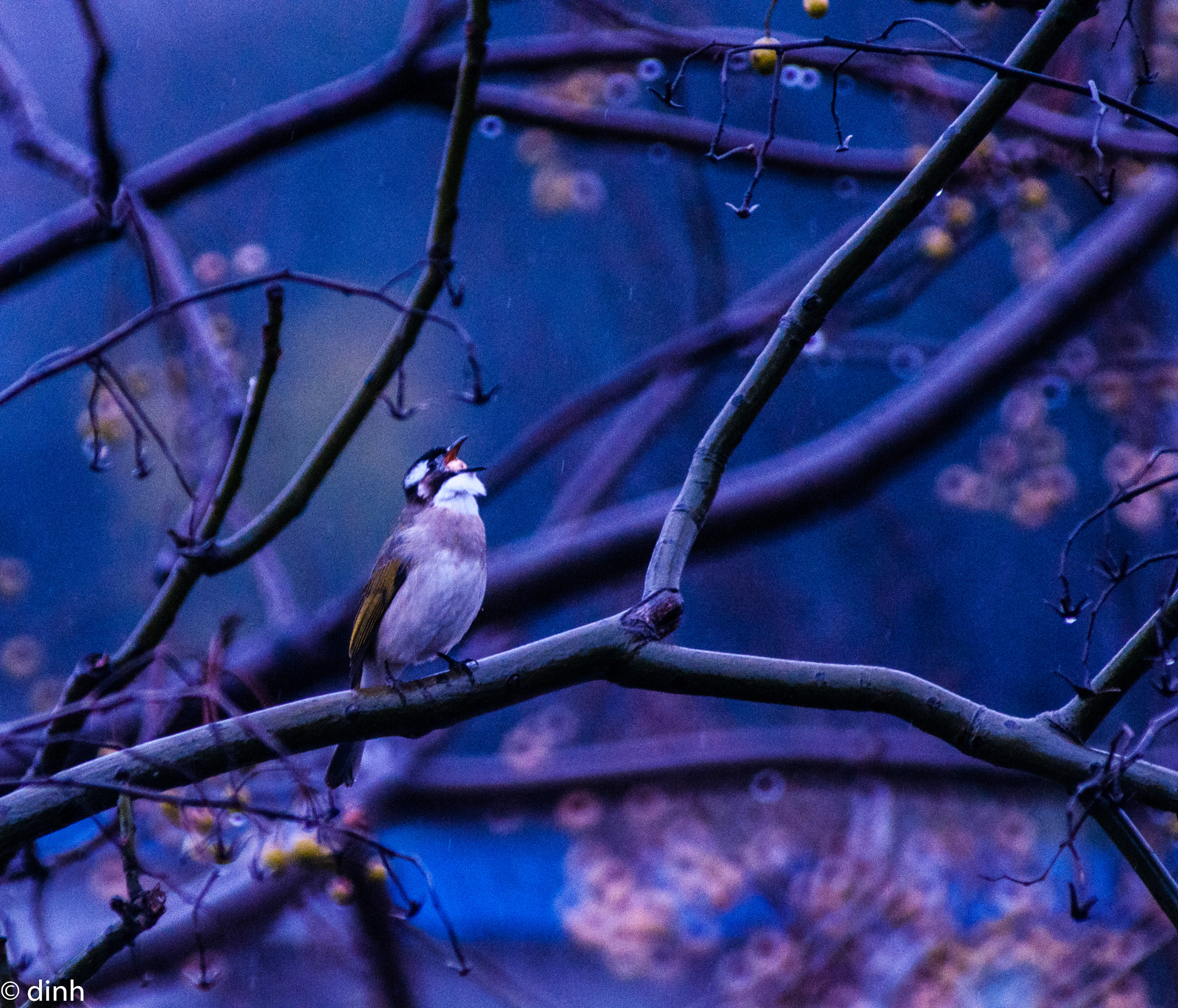 Nikon AF-Nikkor 80-200mm F2.8D ED sample photo