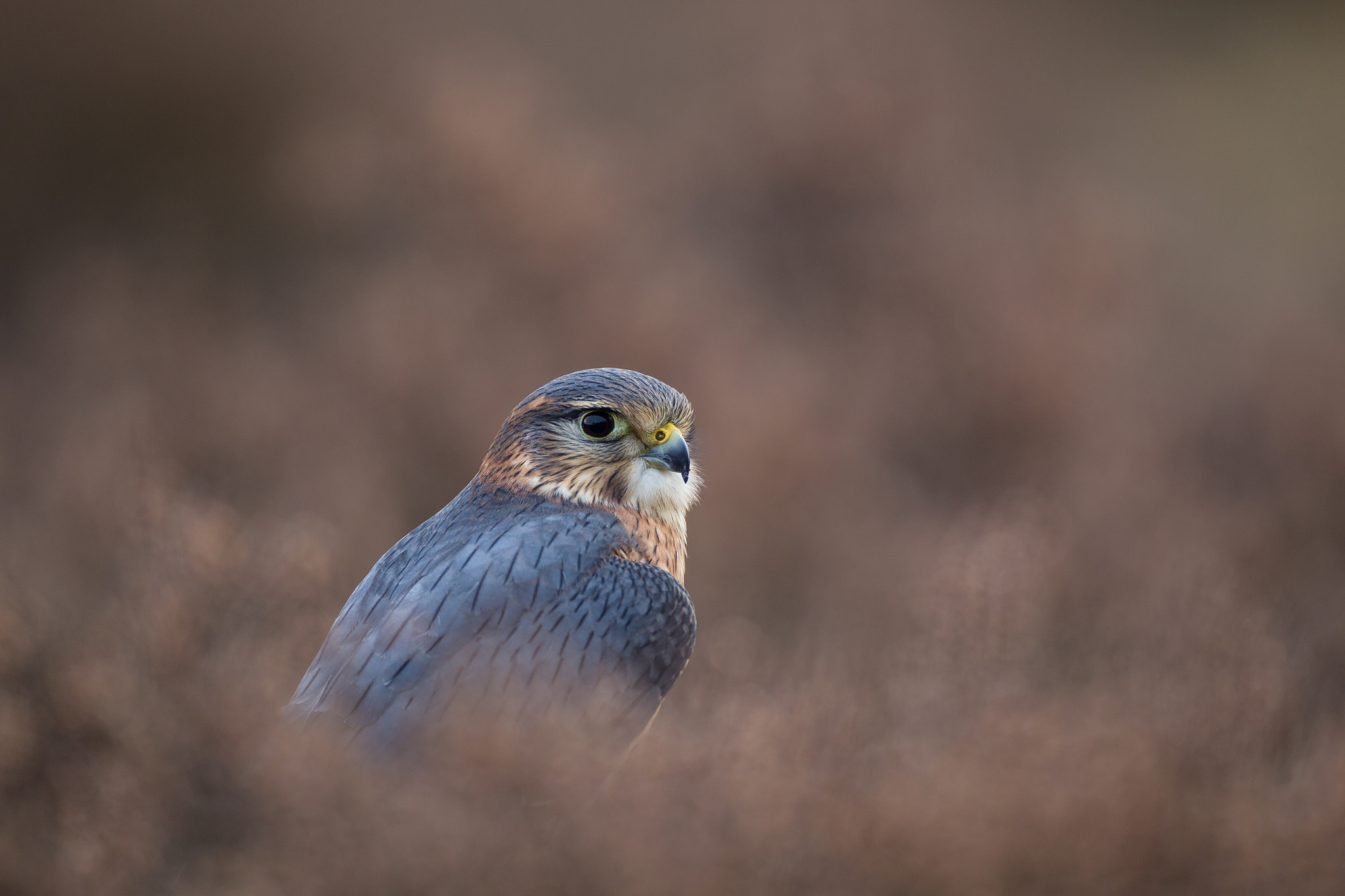 Canon EF 500mm F4L IS USM sample photo. Merlin photography