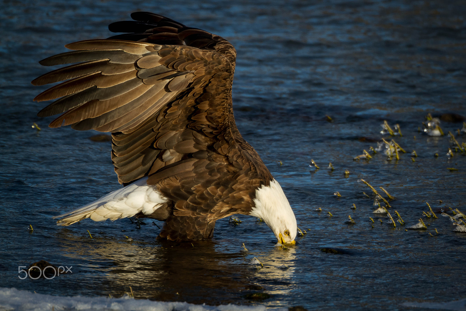 Canon EF 500mm F4L IS USM sample photo. Fishing photography