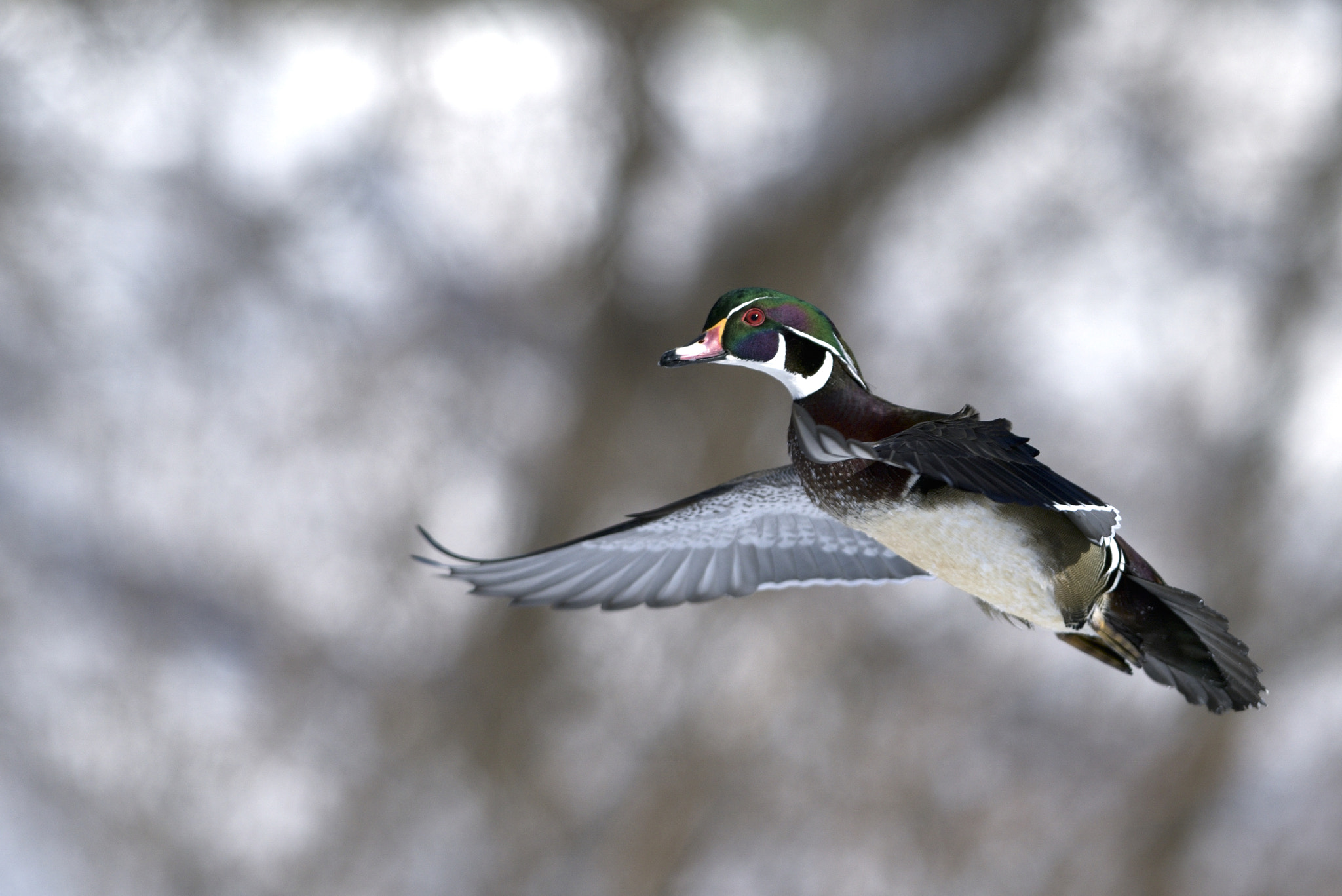 Nikon AF-S Nikkor 300mm F2.8G ED-IF VR sample photo. Wood duck photography