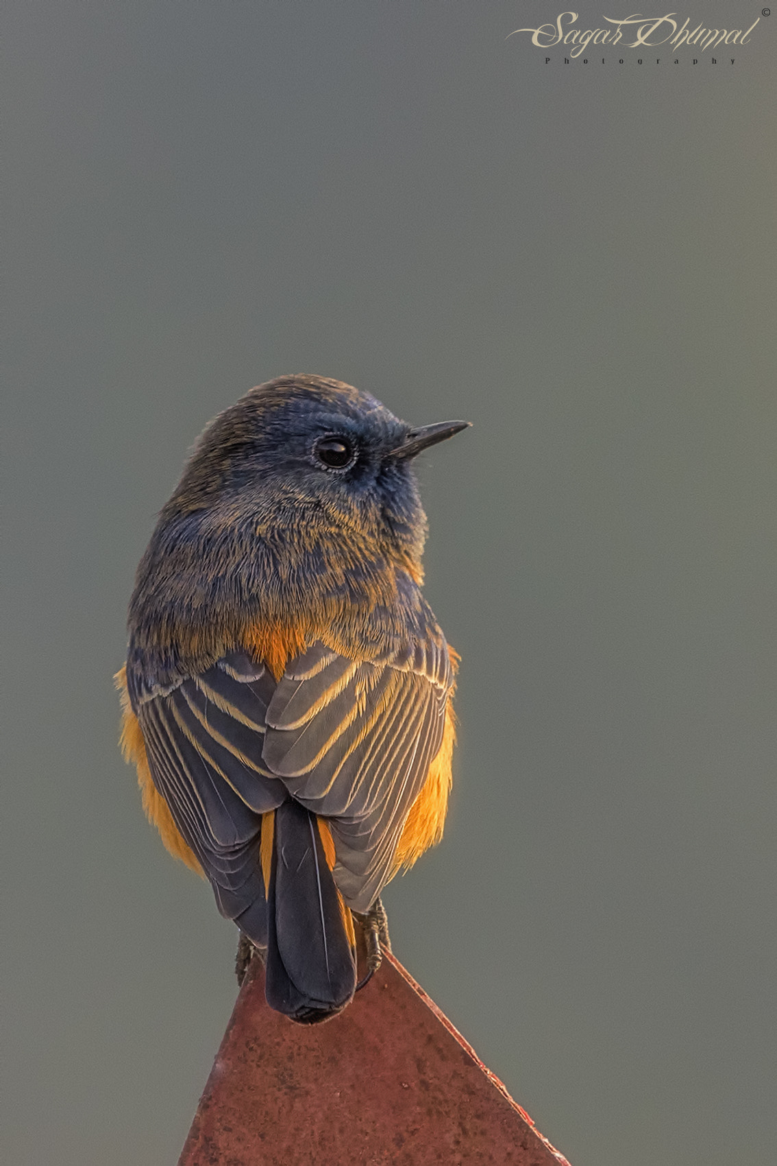 Canon EF 500mm F4L IS II USM sample photo. Blue fronted redstart photography