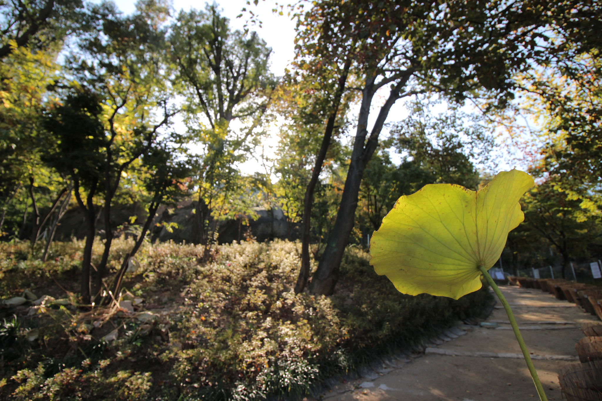 Canon EOS 100D (EOS Rebel SL1 / EOS Kiss X7) sample photo. 산책하다    ````찰칵 photography
