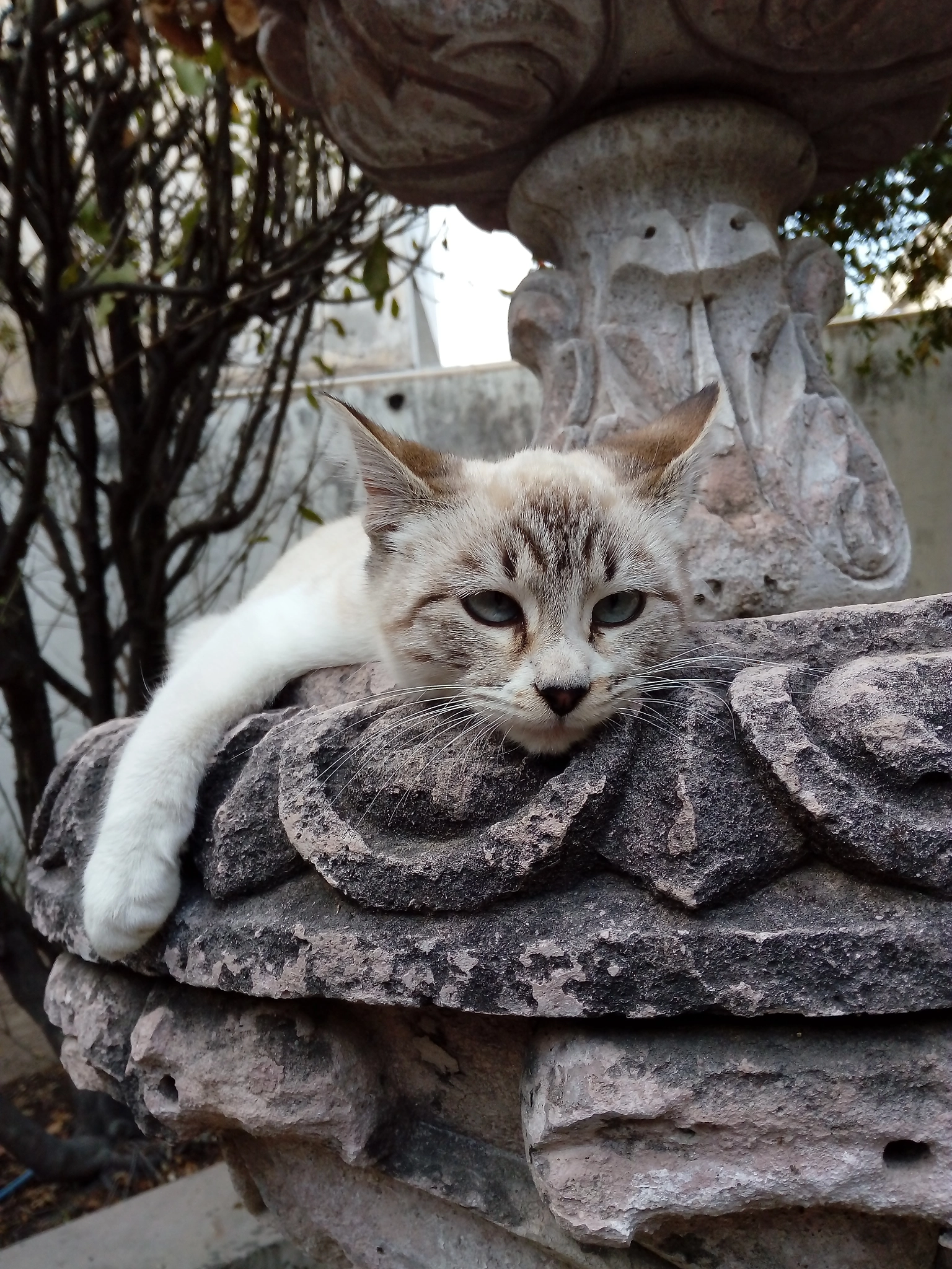 HUAWEI GR3 sample photo. Lasy cat photography