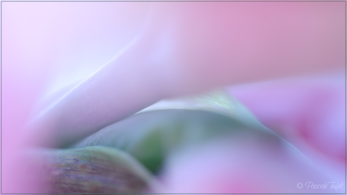 Sigma 150mm F2.8 EX DG Macro HSM sample photo. Unfolding photography