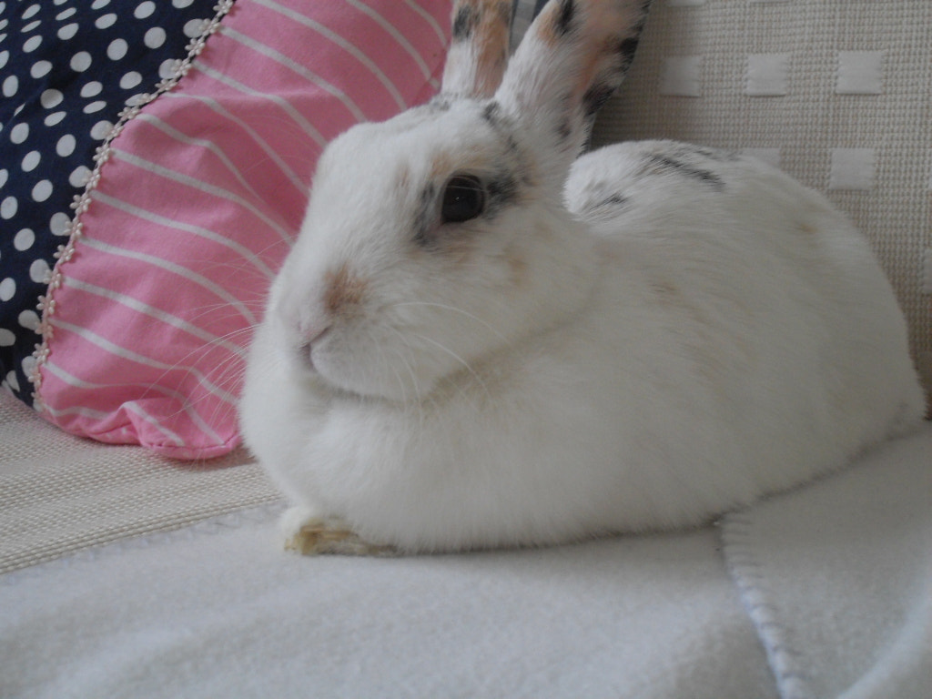 Samsung VLUU L100, M100  / Samsung L100, M100 sample photo. Rabbit schlafend photography