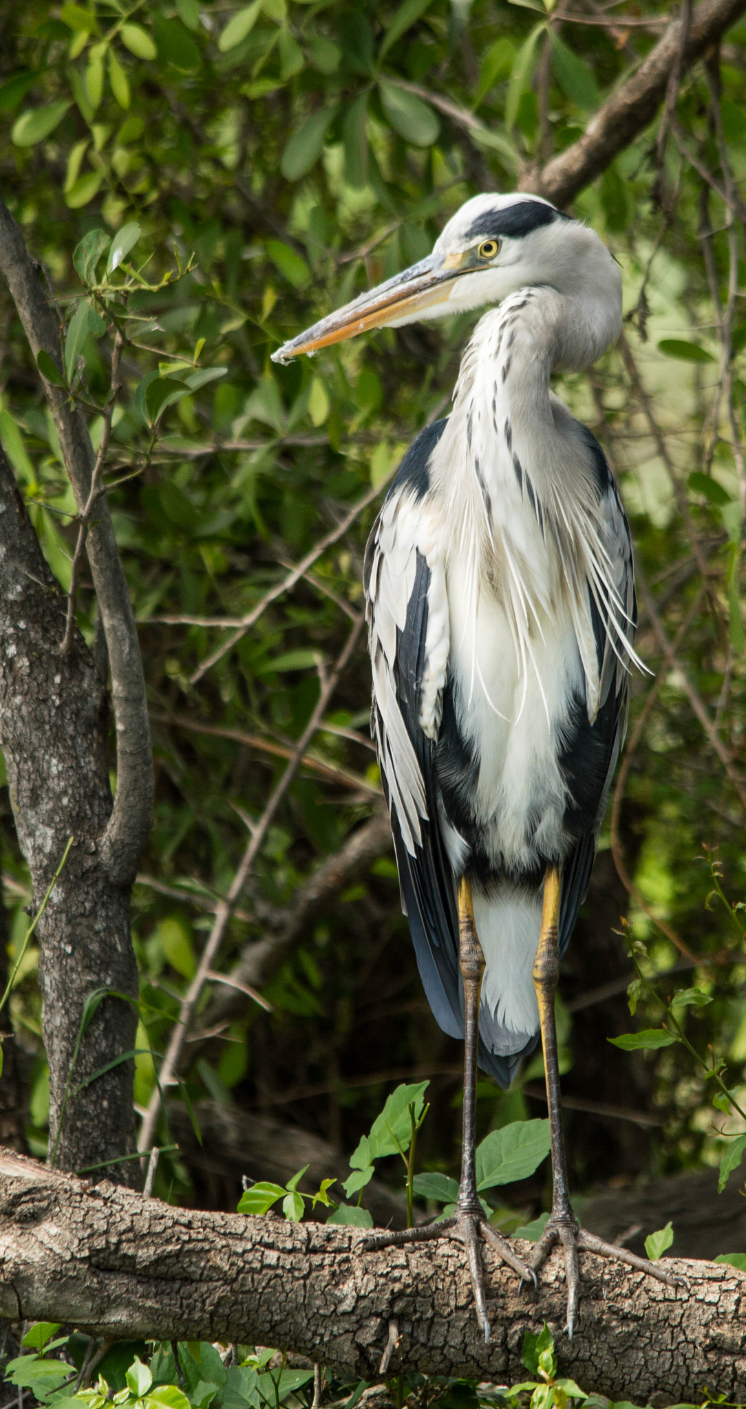 Nikon D3200 + Sigma 150-500mm F5-6.3 DG OS HSM sample photo. Grey heron photography