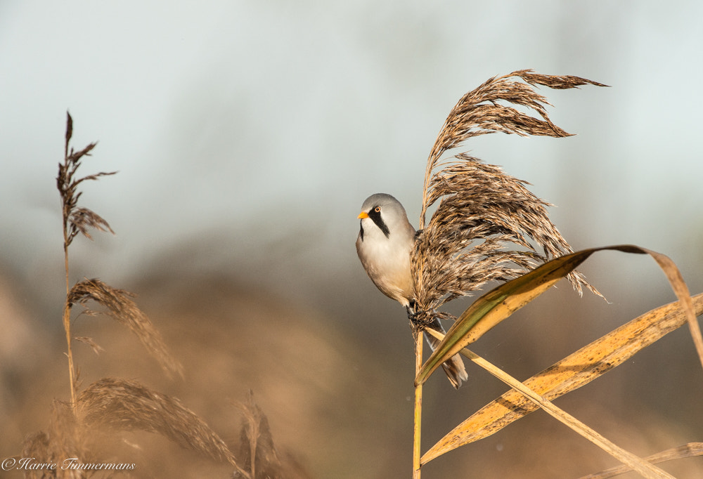 Nikon D4S + Nikon AF-S Nikkor 600mm F4G ED VR sample photo. Hti photography