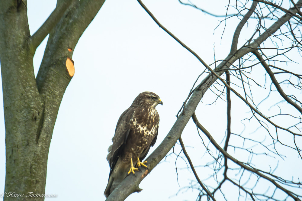 Nikon D3S sample photo. Hti_4666-3.jpg photography