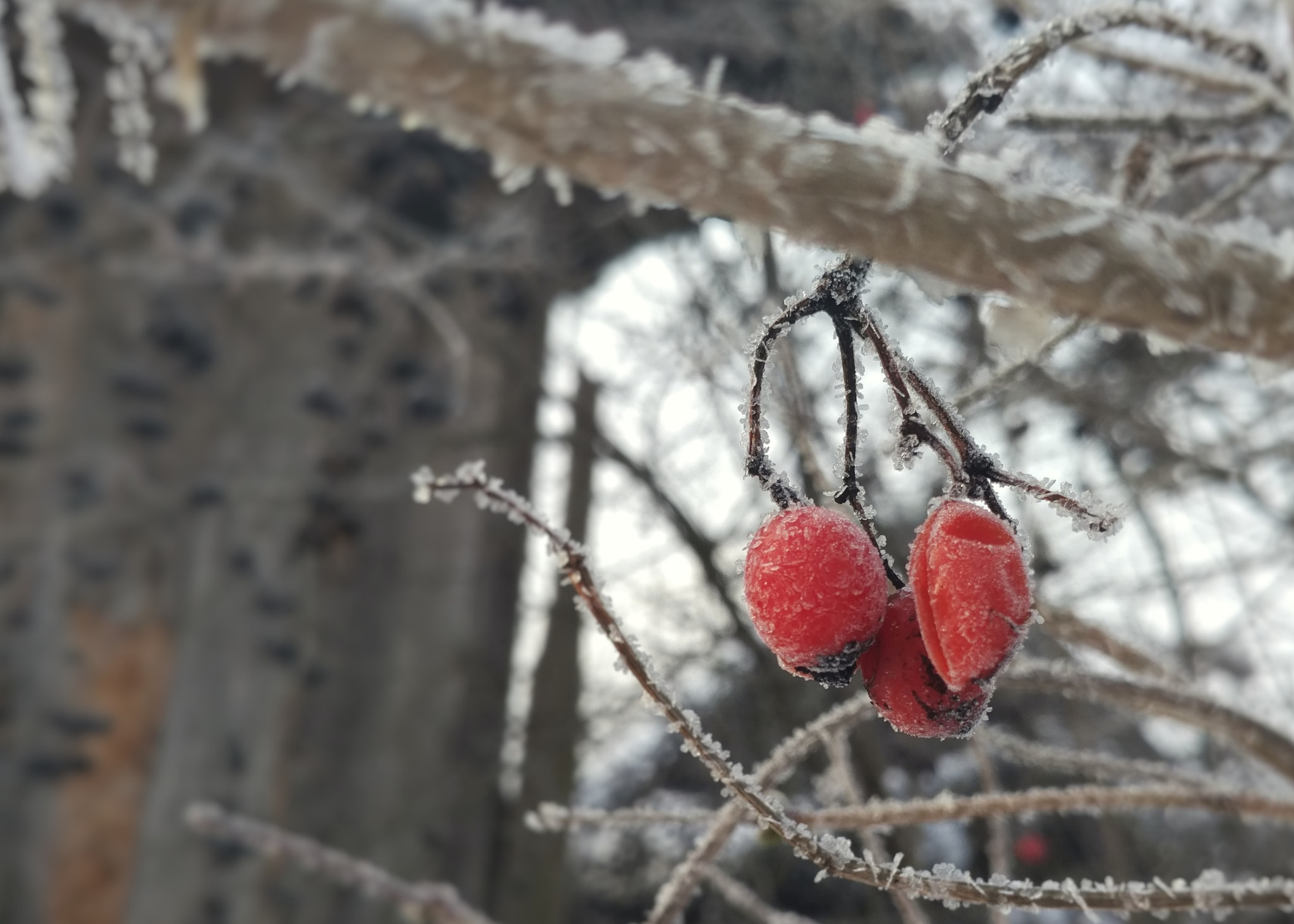 Xiaomi Mi-4c sample photo. Winter berries photography