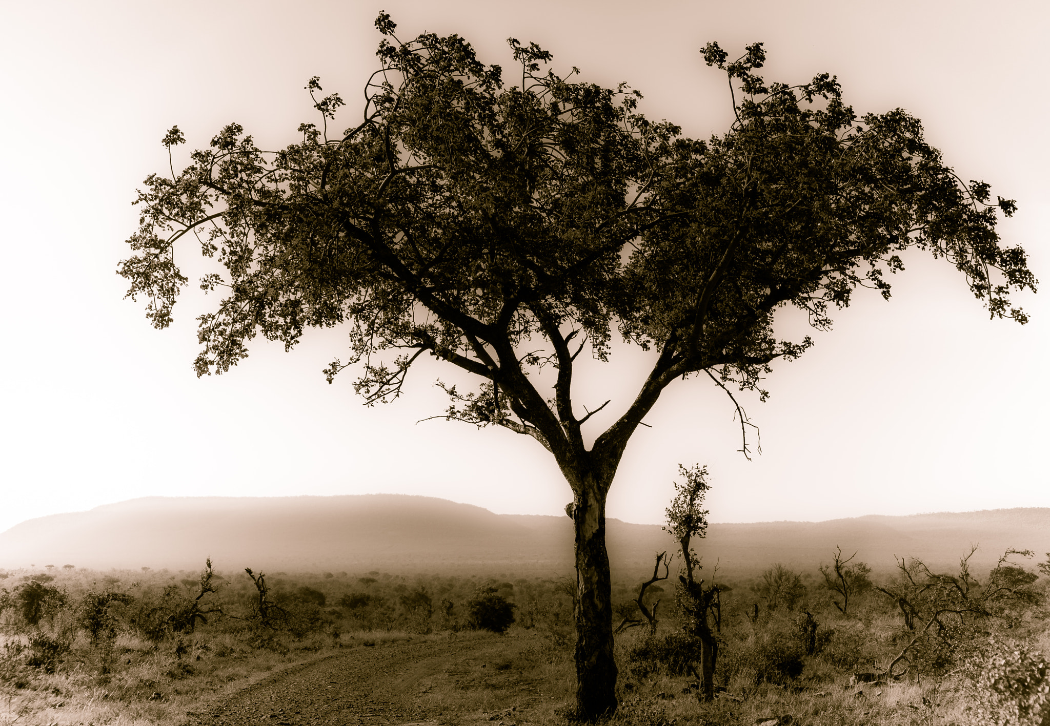 Sigma 70-300mm F4-5.6 APO DG Macro sample photo. Sepia tree photography