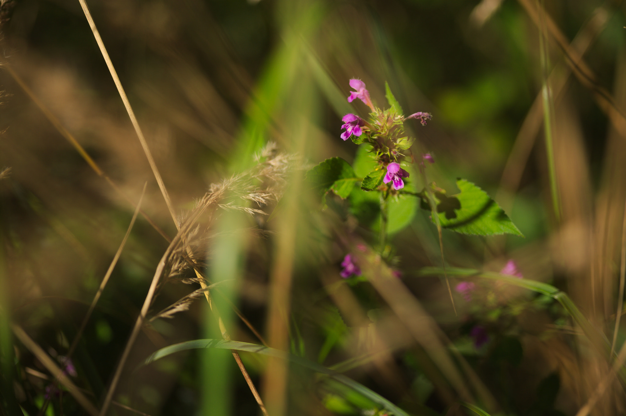Canon EOS 5D + Sigma 105mm F2.8 EX DG Macro sample photo. Img_2623.jpg photography