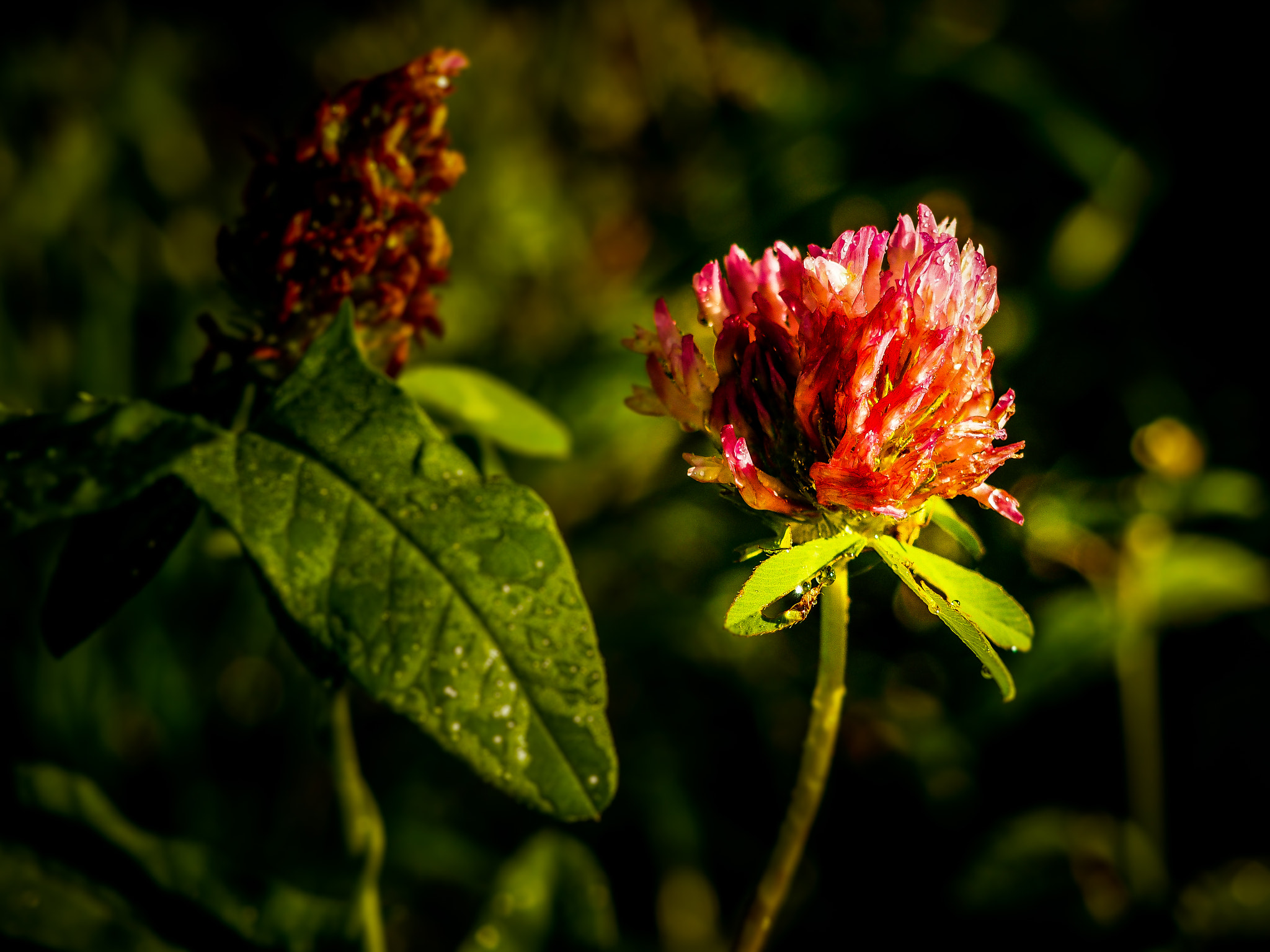 Olympus PEN E-PL7 sample photo. Luminous clover photography