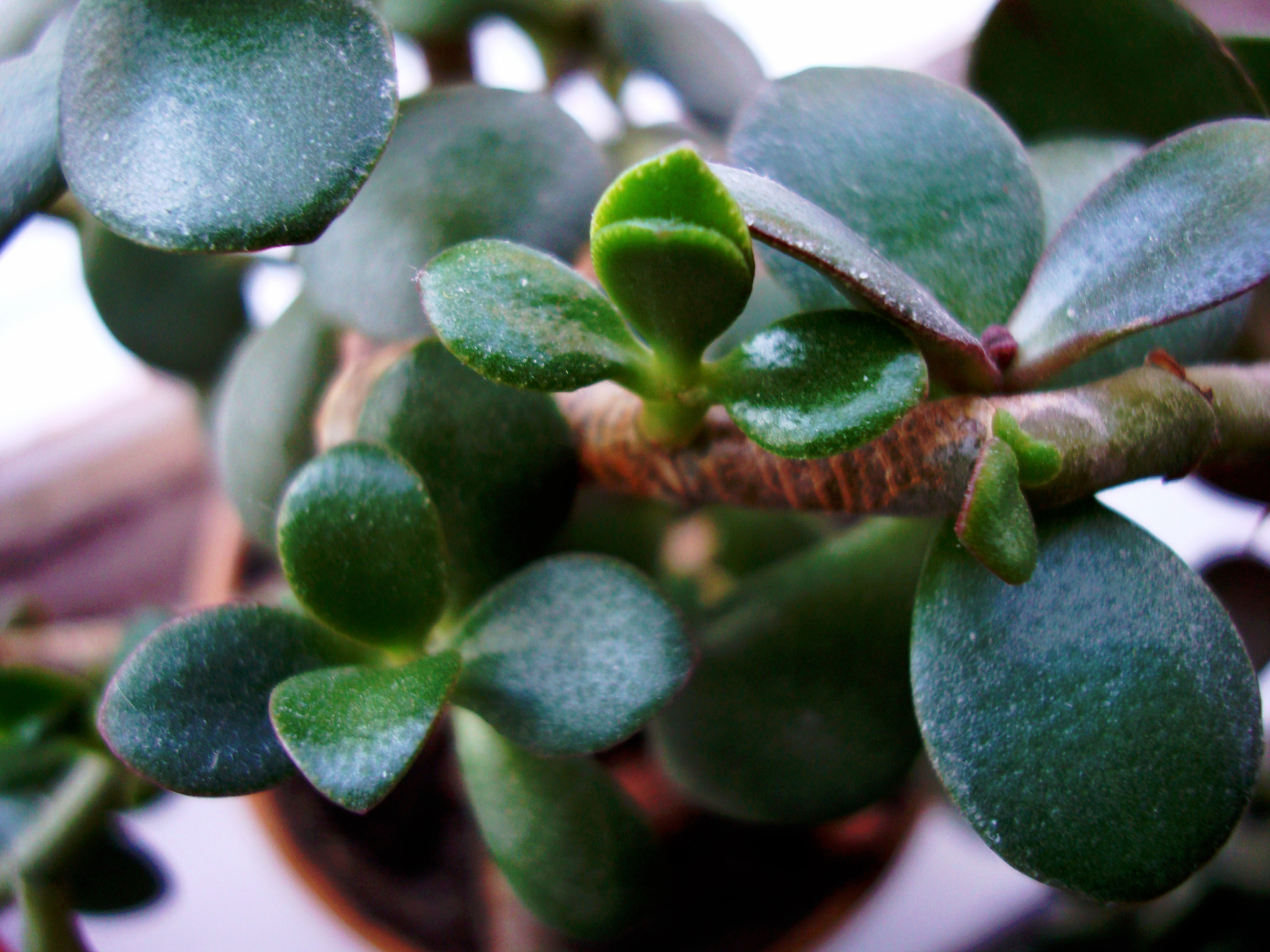 Sony DSC-W200 sample photo. Strong leaves photography