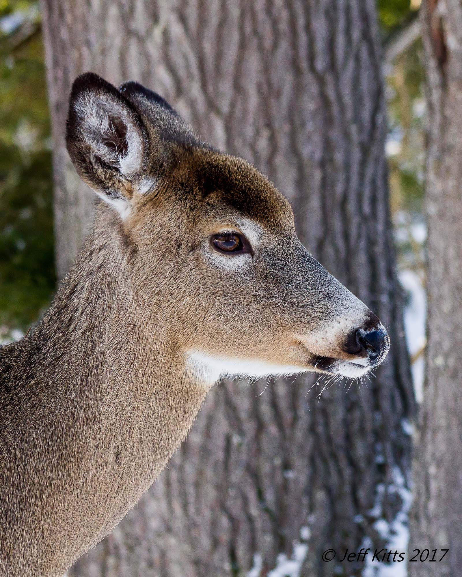 Canon EF 75-300mm f/4-5.6 USM sample photo. 3294- whitetail 128 photography