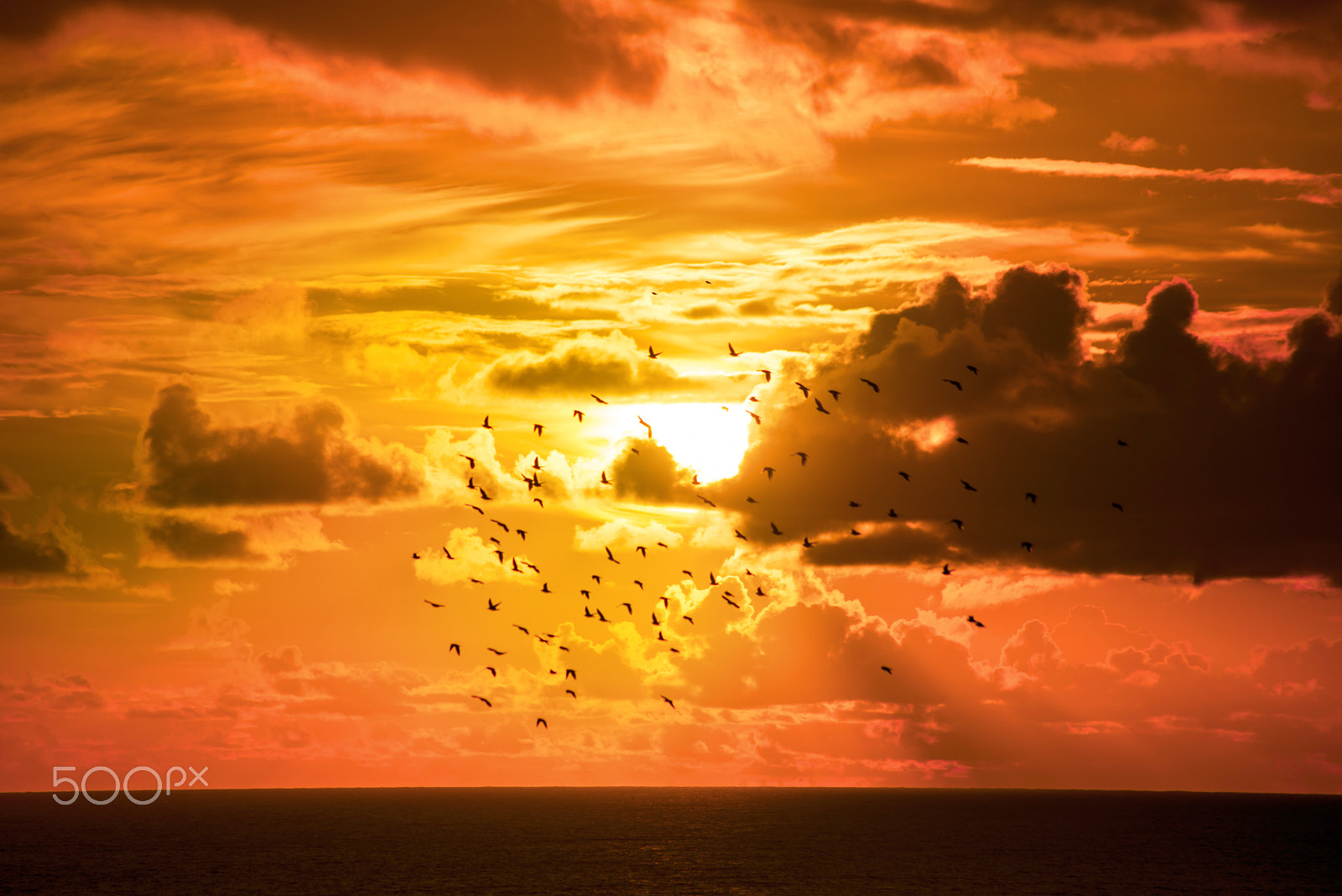 Sigma 70-300mm F4-5.6 APO DG Macro sample photo. Starlings flying into a bright orange sunset photography
