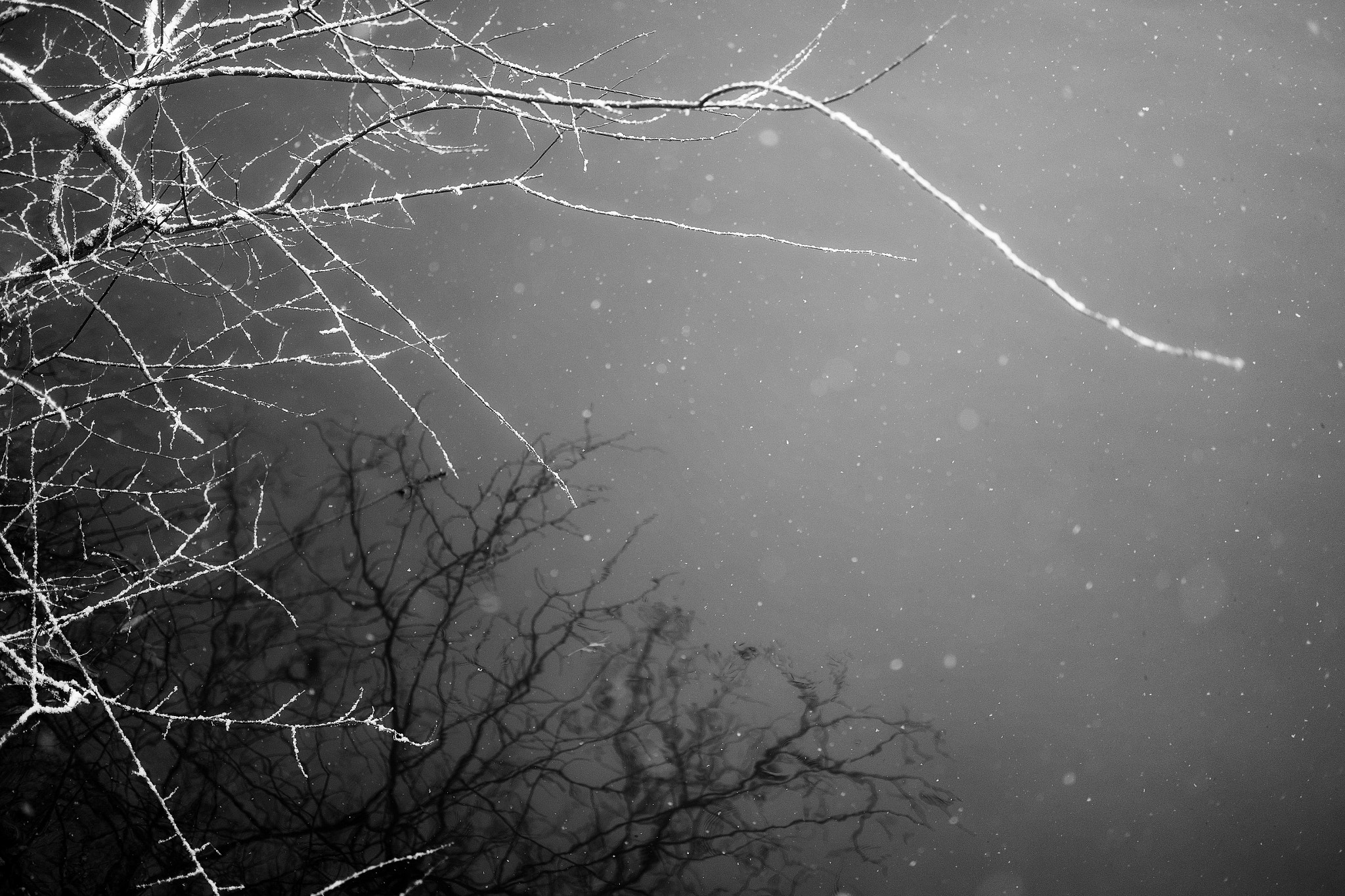 Fujifilm X-E1 + Fujifilm XF 35mm F2 R WR sample photo. Reaching the surface photography