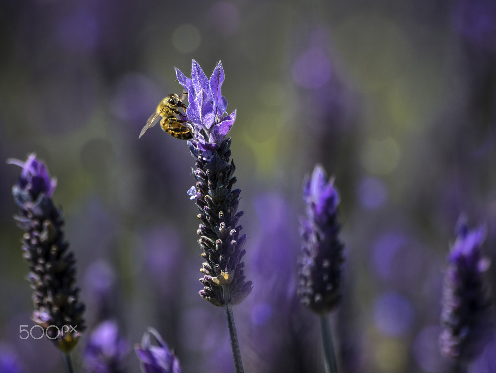 Pentax K-3 II sample photo. Abeja y lavanda photography