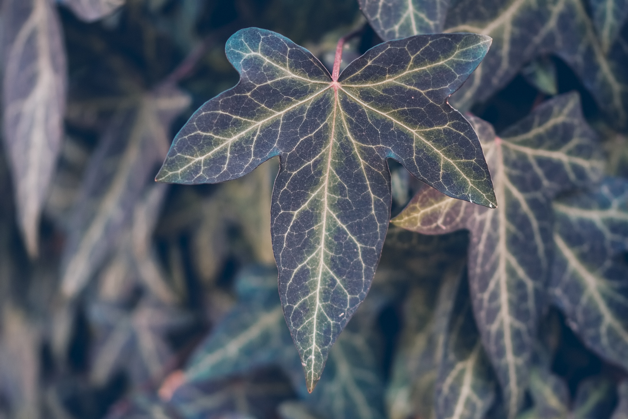 Sigma 105mm F2.8 EX DG OS HSM sample photo. Edera photography
