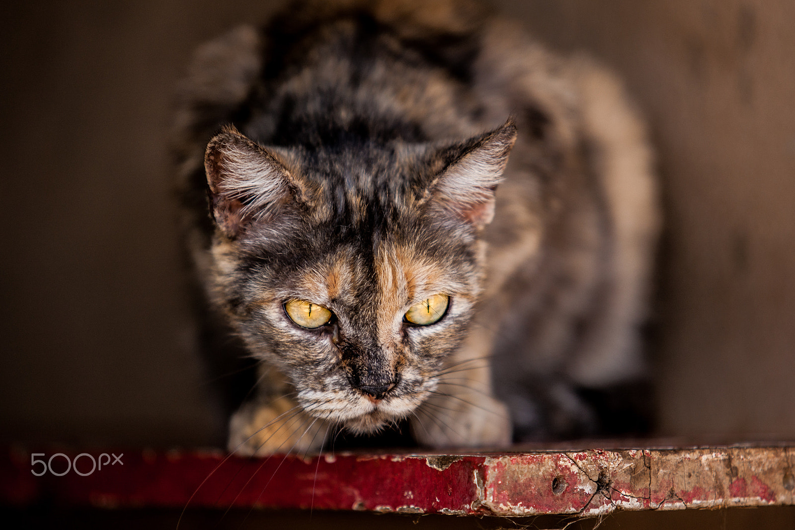 Canon EOS-1Ds Mark III sample photo. Wild cat photography