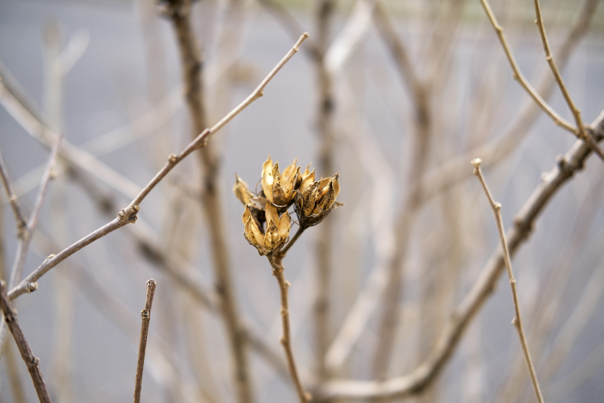 Fujifilm X-E1 + Fujifilm XF 35mm F2 R WR sample photo. Winter remnants photography