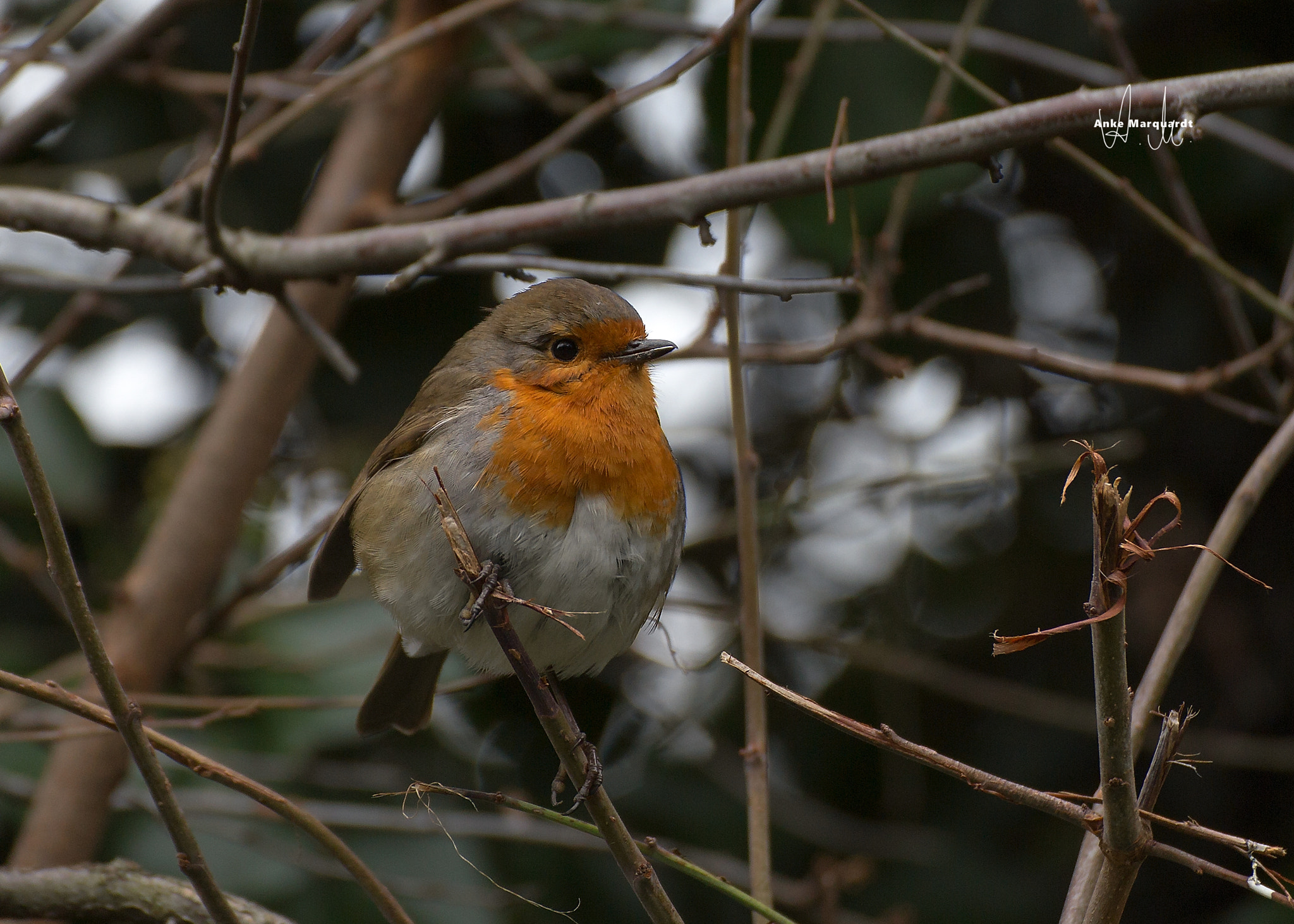 Tamron SP 35mm F1.8 Di VC USD sample photo. Robin photography