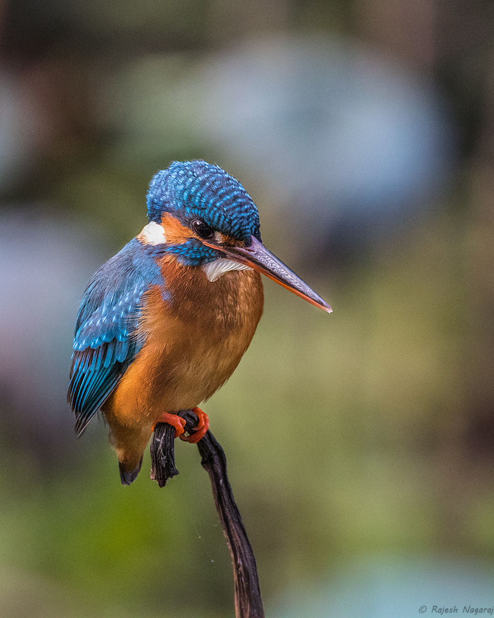 Sigma 150-600mm F5-6.3 DG OS HSM | C sample photo. Common kingfisher photography