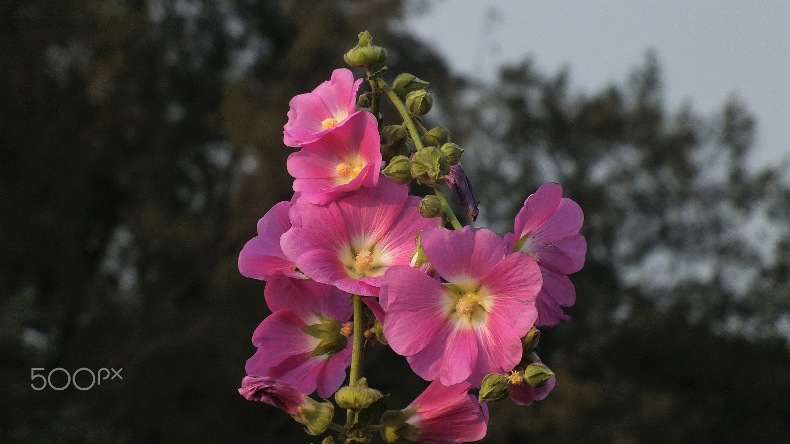 Fujifilm FinePix HS28EXR sample photo. Pink flower at sunset photography