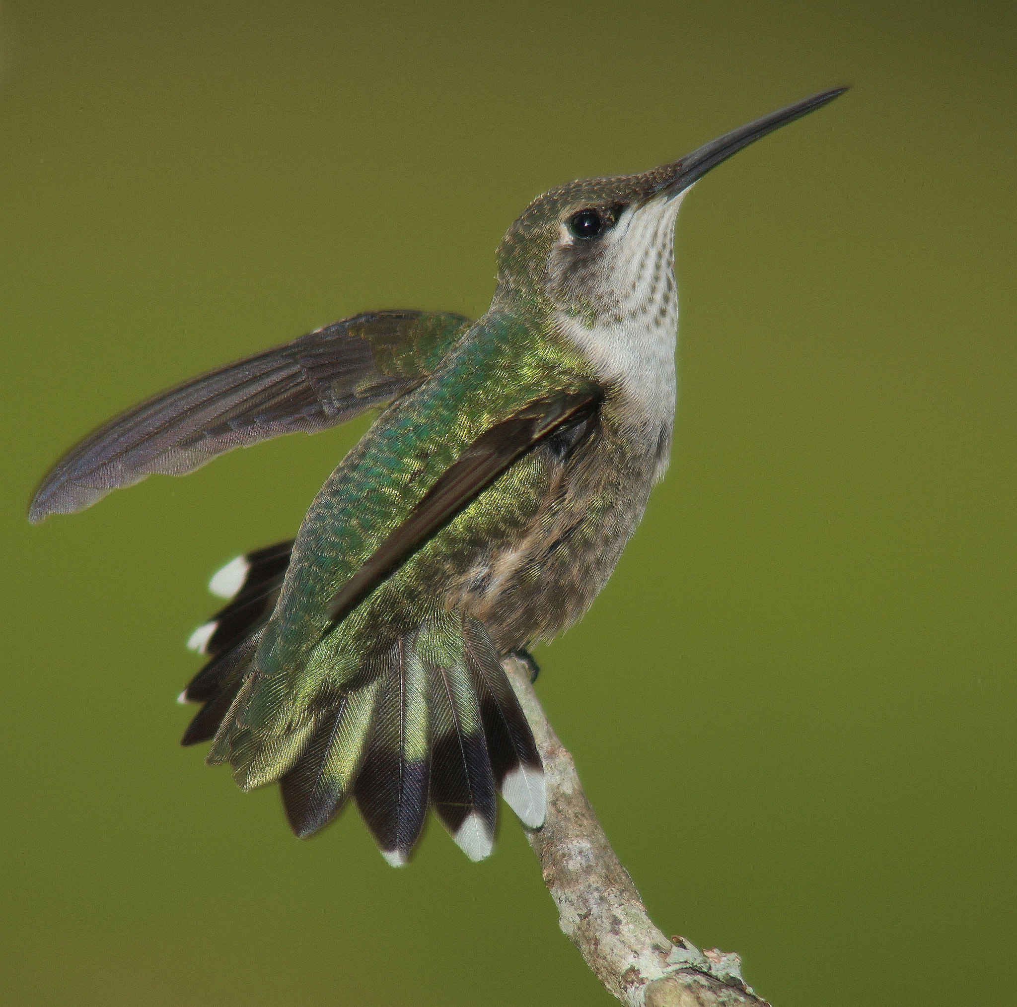 Tamron AF 28-200mm F3.8-5.6 XR Di Aspherical (IF) Macro sample photo. Spread your wings photography