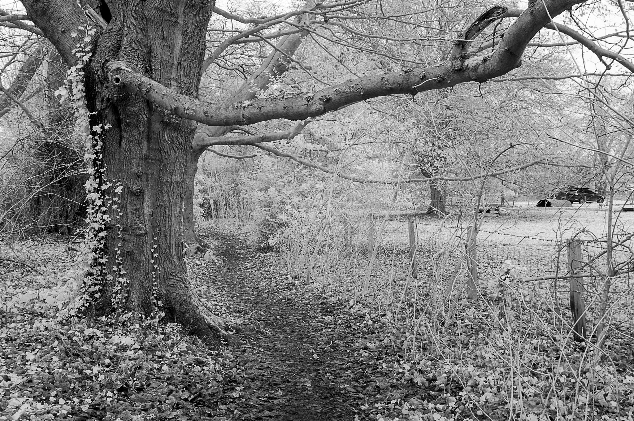 Nikon AF-S Nikkor 24-70mm F2.8G ED sample photo. A woodland walk 1 photography