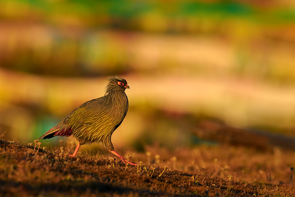 Canon EF 600mm F4L IS II USM sample photo