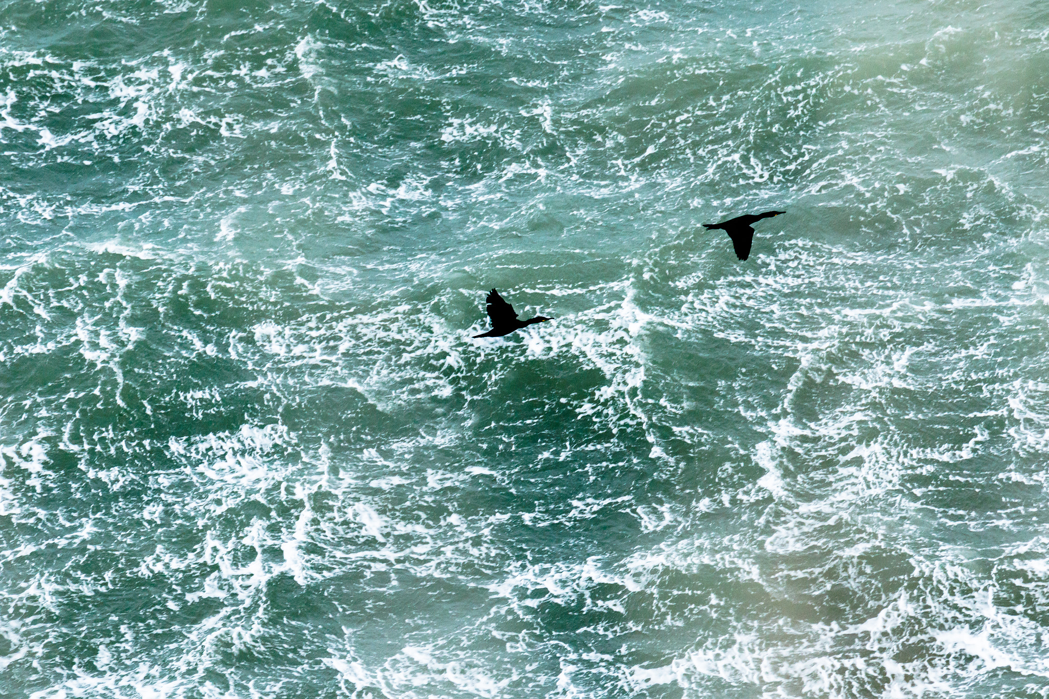 Canon EF 70-300mm F4-5.6L IS USM sample photo. Cormorant photography