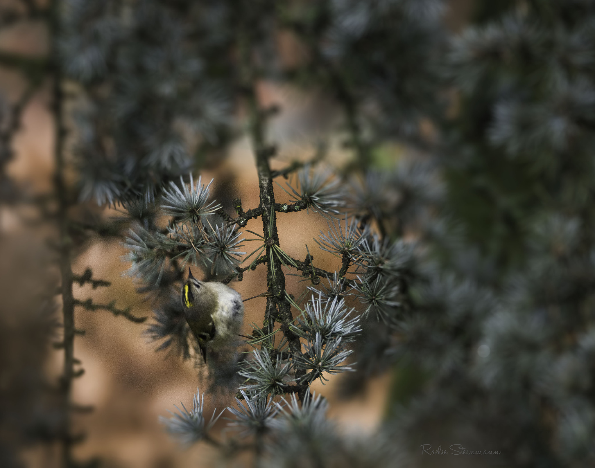 Olympus OM-D E-M10 sample photo. Goldcrest photography